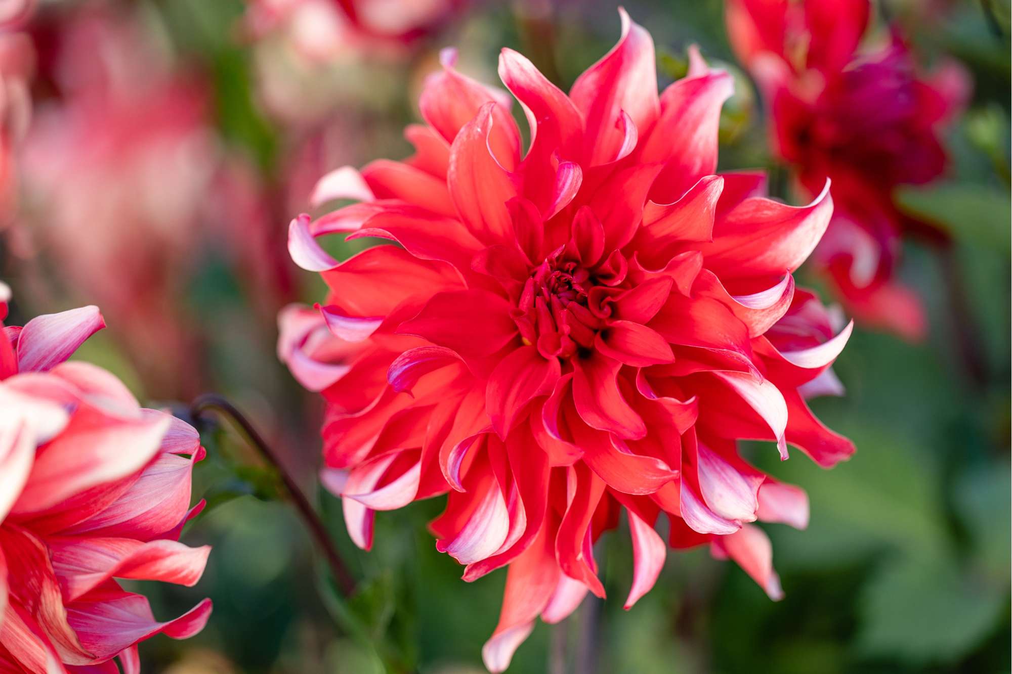 Dahlia 'Red Labyrinth'